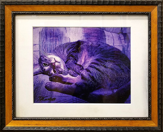 "Looking Curious" by Jim Cattell